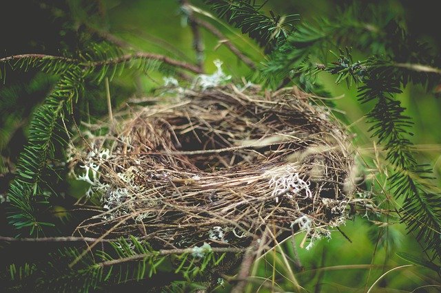 custodia casa nido